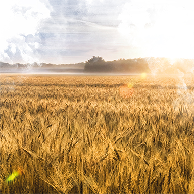 Yüksek Verimli İçdaş Tarım Klima Buğday Tohumu